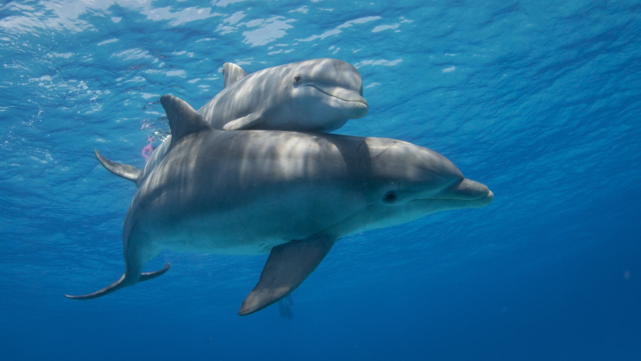 知らなかった 水族館のイルカが抱える深い闇とは