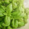 selective focus photography of green basil leaf