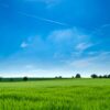 panoramic photography of green field