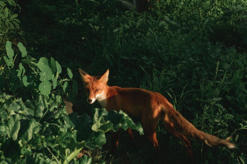 adult fox on grass
