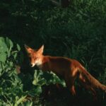 adult fox on grass