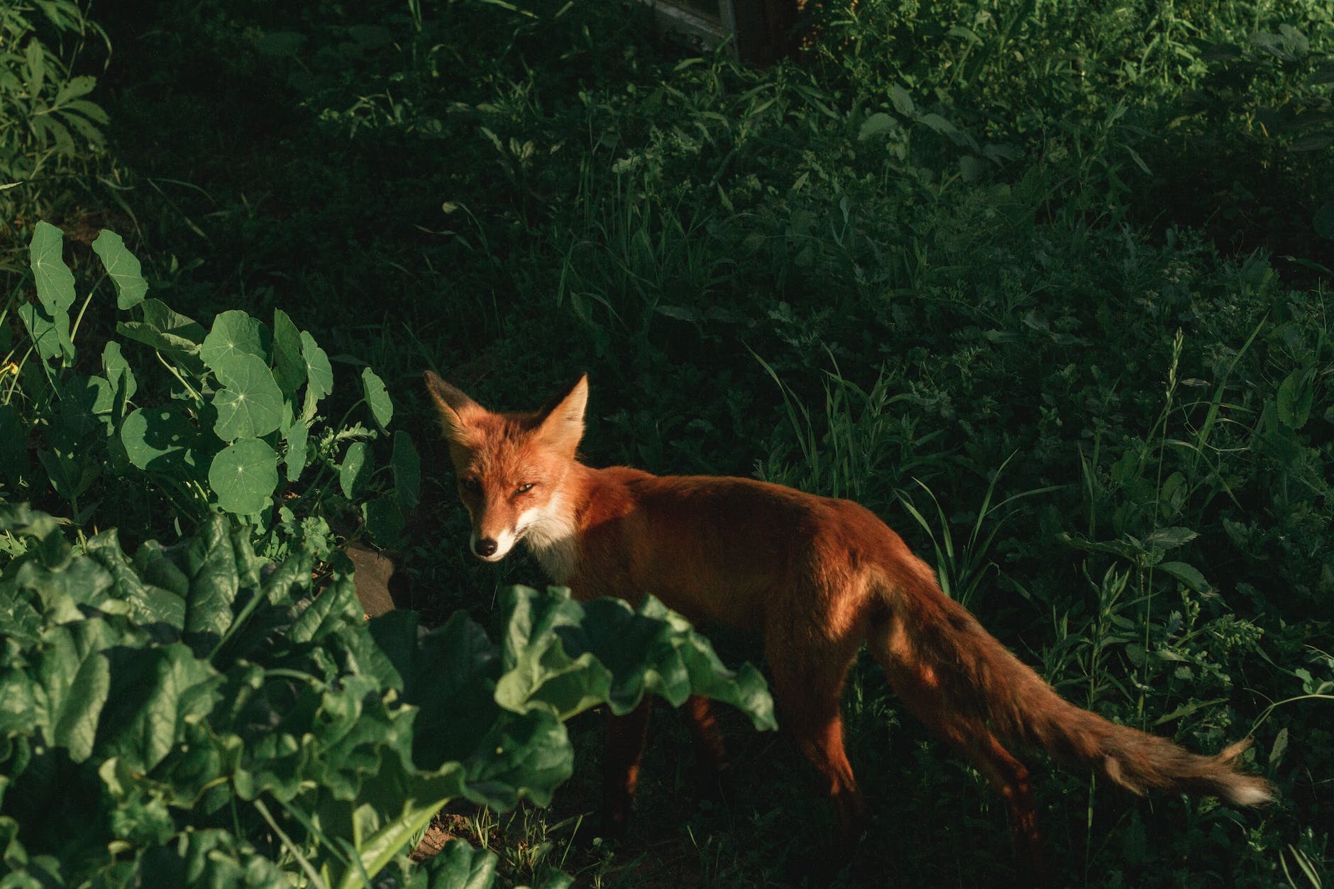 adult fox on grass