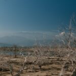 dry plants on shore of calm reservoir